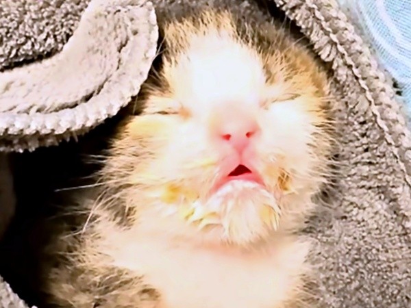 ミルクを少しずつしか飲めなかったにものちゃん（画像提供：にものちゃんねる【保護猫日記】さん）