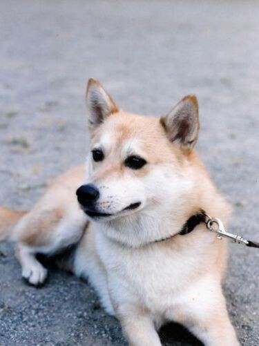 ２～３歳の頃、愛嬌（あいきょう）たっぷり（コノマエヨミ子さん提供）