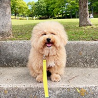 もふもふの被毛がチャーミングなポテチくん（画像提供：ポテチやでさん）