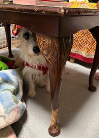 かじられたテーブルの脚と、かじった犯人（犬）あかねちゃん（提供：中野あしほさん @Asihotumiushi）