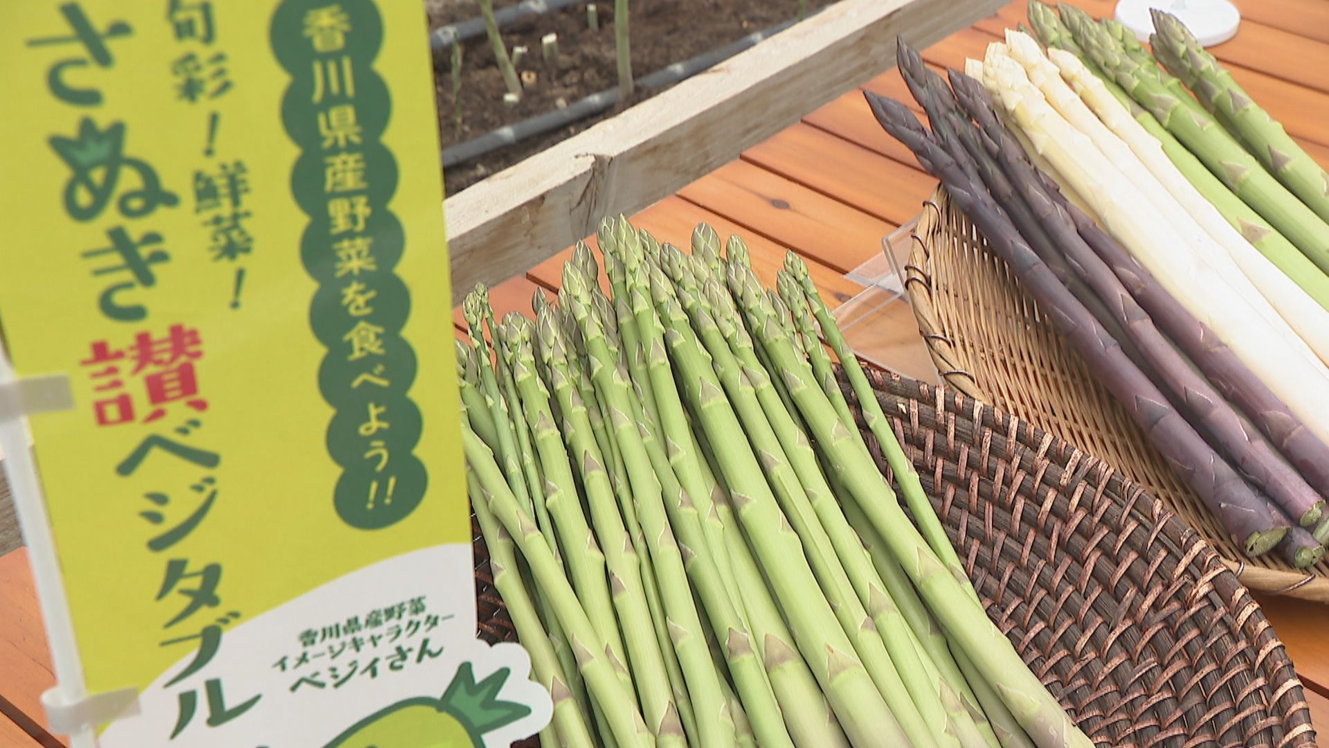 香川県オリジナル品種のアスパラガス「さぬきのめざめ」の収穫が最盛期
