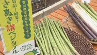 香川県オリジナル品種のアスパラガス「さぬきのめざめ」の収穫が最盛期　丸亀市