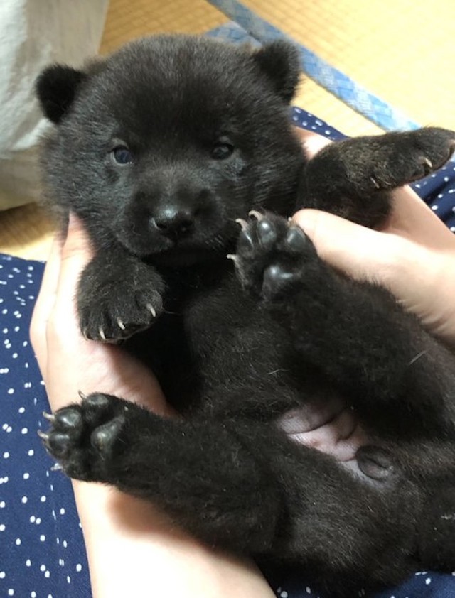 まだ土の感触を知らないぷくぷくの肉球も足の裏も真っ黒な「甲斐犬」の赤ちゃん（画像提供：烏海さん）