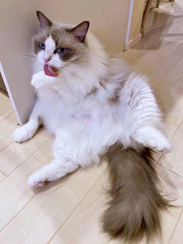 丁寧に毛づくろいをするシャルくん（画像提供：しゃるどねこさん）