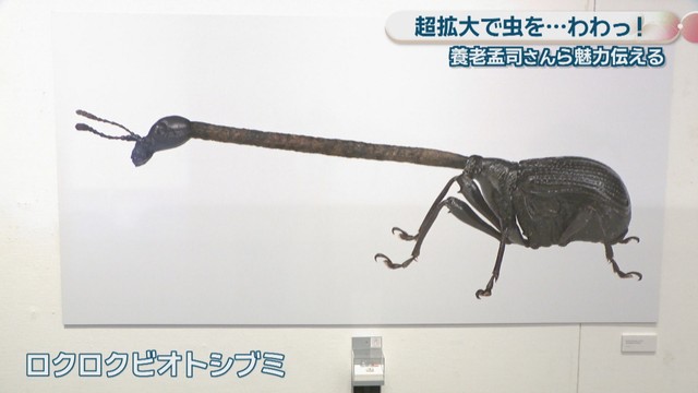 ロクロクビオトシブミ