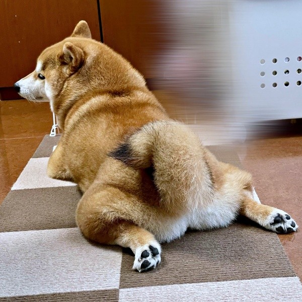 残したごはんを守っていえるあずきちゃん（画像提供：林さん）