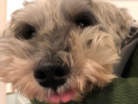 道で放浪していたシュナウザーの老犬の預かりボラ　てんかん持ちだが元気いっぱい