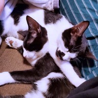 まるで「X寝」！？ （上）ミアちゃん、（下）ダダくん （画像提供：マグルの猫さん）