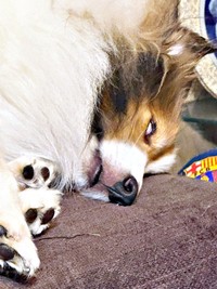 監視と睡魔ーーせめぎ合うガビちゃんの表情に注目（画像提供：ベア&ルチェ&ガビ（まゆ）さん）