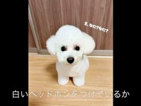 白いヘッドホンをつけているかのようなアポちゃん（画像提供：Apo こげ耳ビションさん）