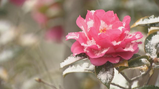 高松市の雪　8日午後２時ごろ