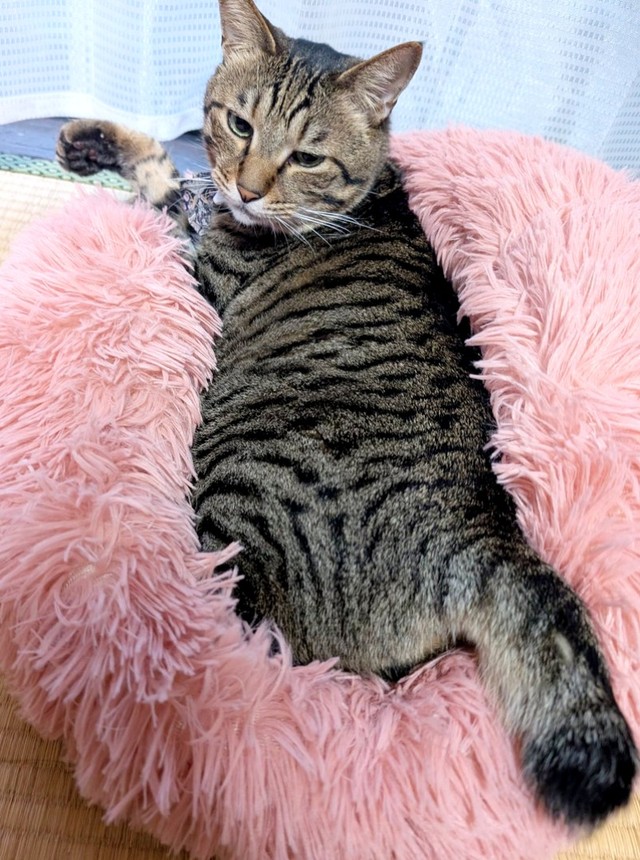 窓辺でニャルソックする大福くん（画像提供：豆大福さん）