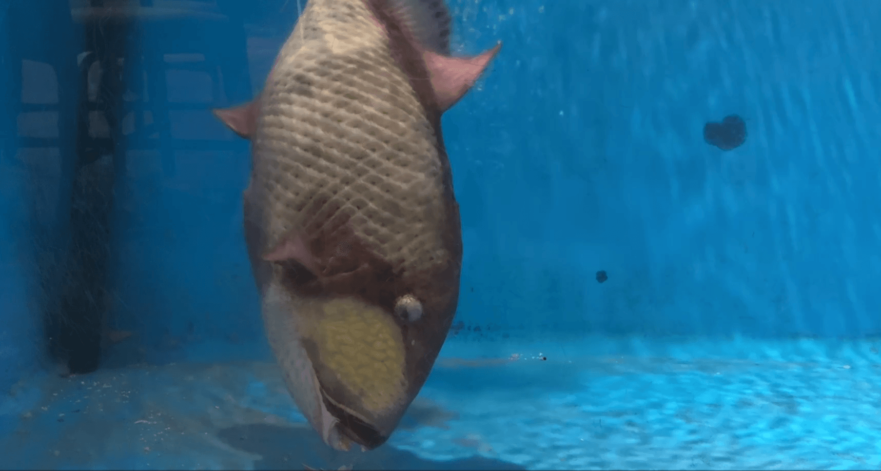 貝殻をボキボキ噛み砕き食事