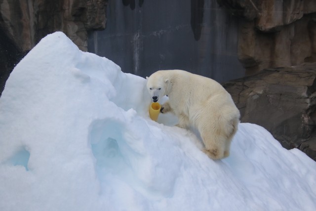 お気に入りだった、この小さいガス管がなくなっちゃったそうです（多分雪山の中）