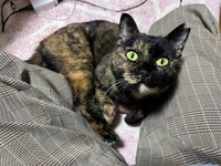 飼い主さんの足の間でくつろぐくるみちゃん（画像提供：サビ猫くるみさん）