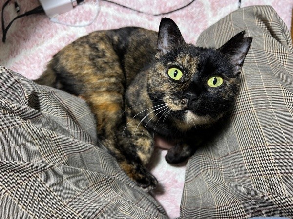 飼い主さんの足の間でくつろぐくるみちゃん（画像提供：サビ猫くるみさん）