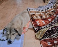 今では、こたつ布団からぽっこりとしたお腹をのぞかせながら眠るモモちゃん（「アニマルレスキューたんぽぽ」さん提供）