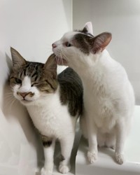 先住猫・おかかくんに毛づくろいしてもらうそぼろくん（画像提供：おかかとそぼろの成長記録さん）