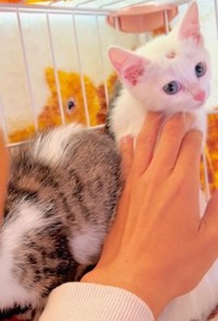 少しずつ三吉さんのなでる“大きな手”を受け入れるように(三吉さん提供、Instagramよりキャプチャ撮影)