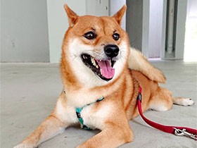 ウルウルの瞳で幸せスマイル　幸せと癒やしをくれる柴犬「デビ」