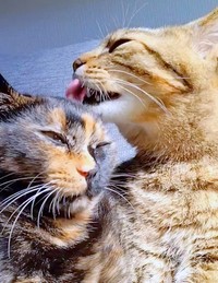 妹猫・ちくわちゃんの毛繕いをする虎太郎くん（画像提供：まぁ-ﾁｬﾝさん）