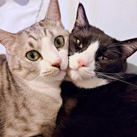 兄弟猫の（左から）ホップくん、むぎくん（画像提供：ゆんさん）