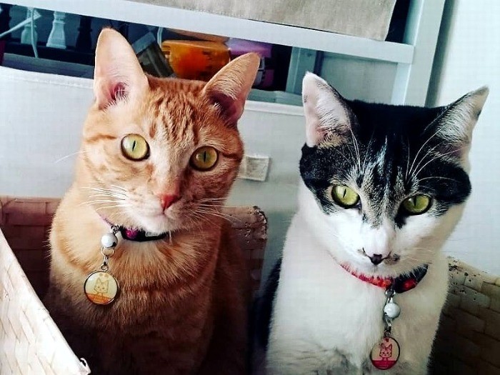 本当の姉妹みたいだよ