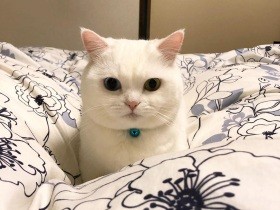 雪のように白くて丸いね　オッドアイのミヌエット「雪丸」