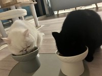 お水を飲むのがちょっとだけへたっぴなところも愛らしい（提供：こてつくんとかげつちゃんさん）