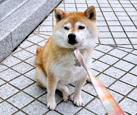 交番をあとにしたあんずちゃん。まもなく拒否柴に（画像提供：すづきさん）