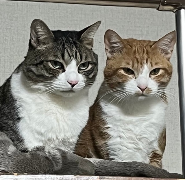 仕事から帰った時のお迎えの顔がいっつもこれ…（飼い主さん提供）