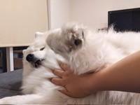 もっふもふです～（画像提供：サモエドのニコさん)