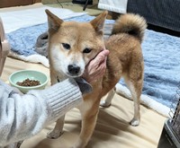 初めての人が顔に触れても怒りません
