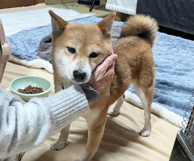 初めての人が顔に触れても怒りません