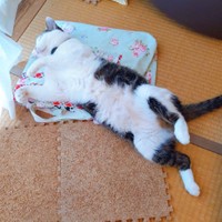 夏場はへそ天をすることも。本当に元野良猫なの？