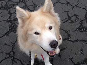 忙しくても保護犬の預かりボランティアはできた　留守番、時間のやりくりのコツ