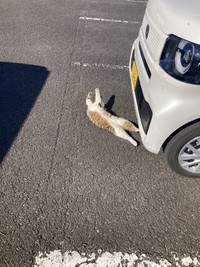 近寄るも動かない…息をしている？（「群馬のG」さん提供）