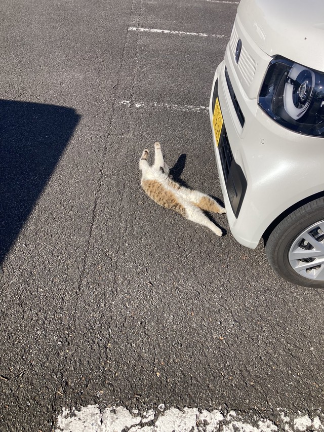 近寄るも動かない…息をしている？（「群馬のG」さん提供）