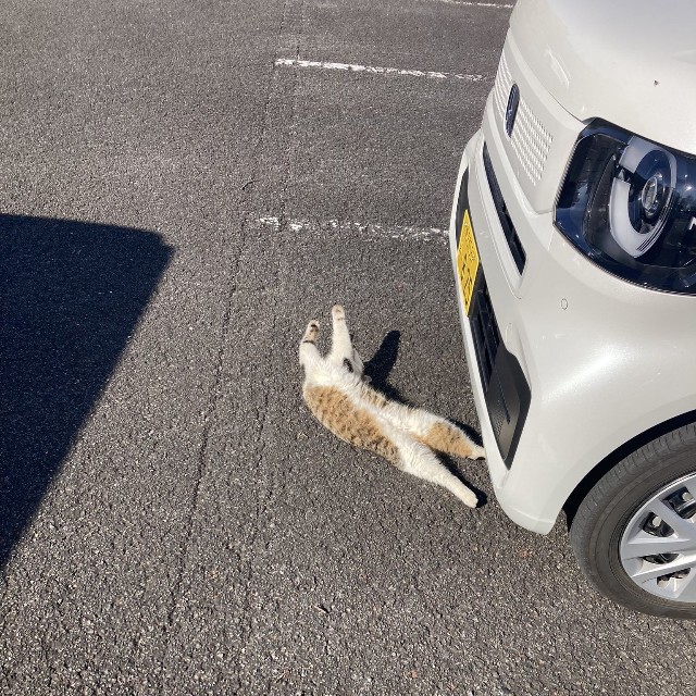 近寄るも動かない…息をしている？（「群馬のG」さん提供）