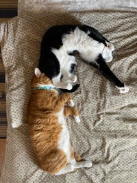 つきひちゃんが寝返りをうったら、もっと埋まったしのぶくん（提供：さんぬこさん）