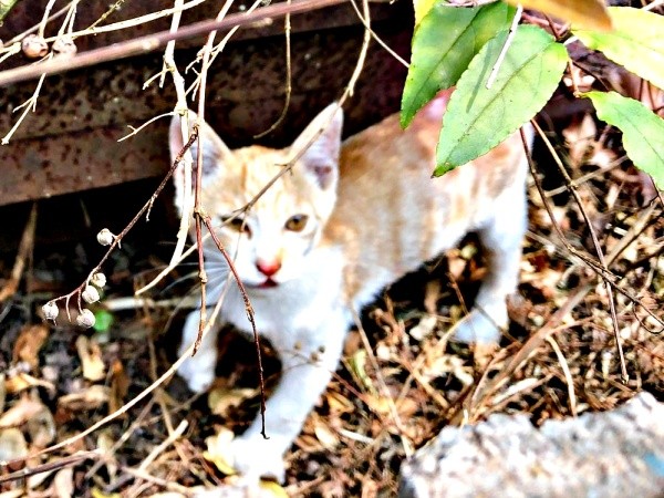 廃材の中から現れたキナコくん（画像提供：mmmさん）