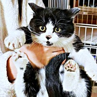 保護時、生後推定6カ月、小熊のような見た目をしていたあんこちゃん（画像提供：しじみとんさん）