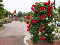植え方や飾り方にも工夫が施されている