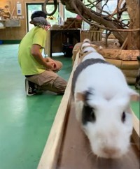 みんな急いで家路へ、ときには前のモルモットを押すような素振りをする子も！？（長崎パイオパークのTwitterの動画のキャプチャ画像）