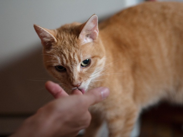 「父さんが作るご飯をずっと食べてるから元気だよ」（小林写函撮影）