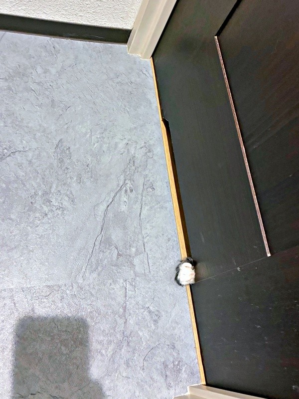 トイレのドアからなのちゃんの手がーー（画像提供：むいとなのさん）