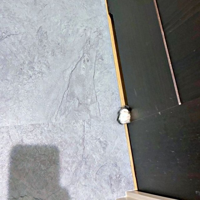トイレのドアからなのちゃんの手がーー（画像提供：むいとなのさん）