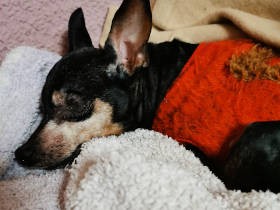 老いて、どんどん可愛くなる15歳の愛犬「ココ」　どうかもっともっと長生きして