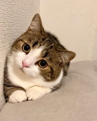 ママがあざと可愛いって言うにゃ＝しずわらひなたさん（@shizuwarahinata）提供