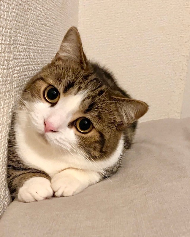 ママがあざと可愛いって言うにゃ＝しずわらひなたさん（@shizuwarahinata）提供